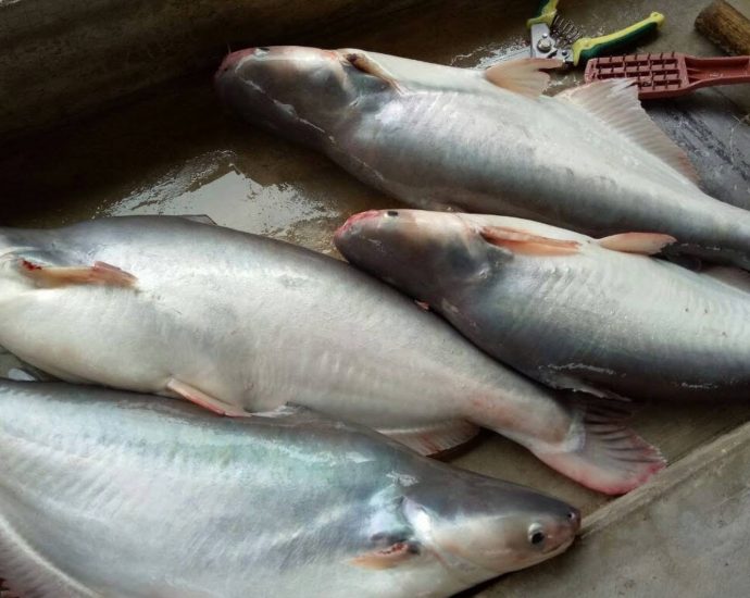 Petua Hilangkan Hanyir Ikan